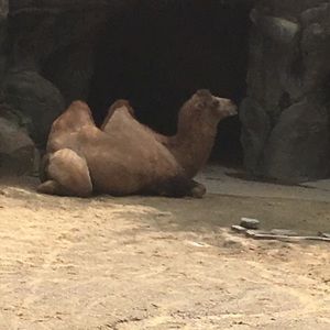 Meet your Posher, Alicia